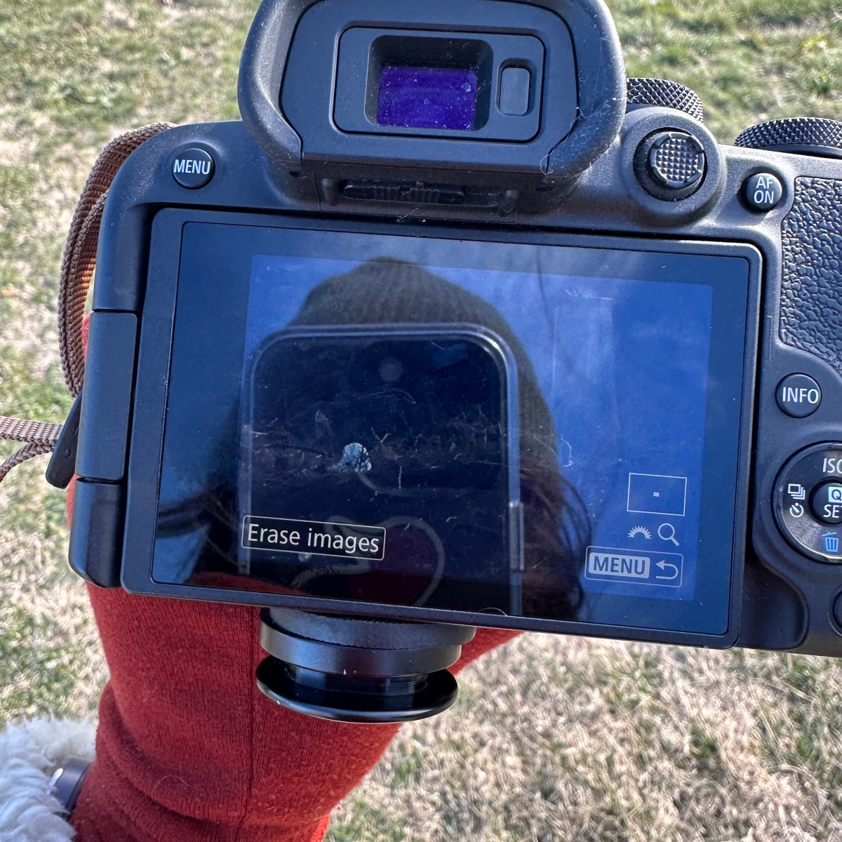Snowy Owl / Happy New&nbsp;Year