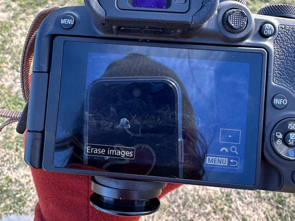 Snowy Owl / Happy New&nbsp;Year